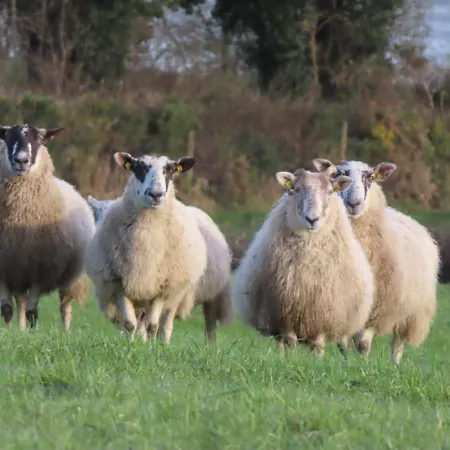 Shannon Vale * Woodford (Connacht)