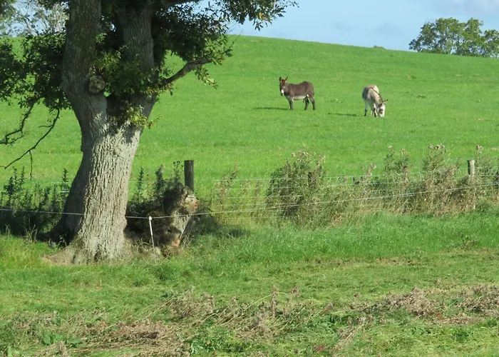 Shannon Vale Woodford (Connacht)