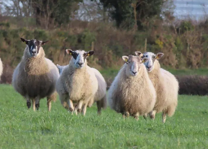 Shannon Vale * Woodford (Connacht)